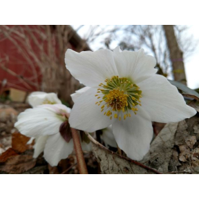 Helleborus niger - Christmas Rose