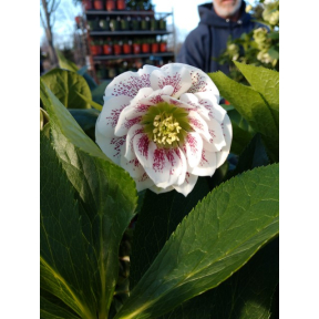 Helleborus x hybridus 'Rio Carnival' - Rio Carnival Hybrid Hellebore 