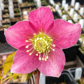 Helleborus x hybridus 'Royal Heritage' - Royal Heritage Hybrid Hellebore