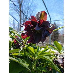 Helleborus x hybridus 'Dashing Groomsman' - Dashing Groomsman Hybrid Hellebore 