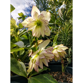 Helleborus x hybridus 'Fire and Ice' - Fire and Ice Hybrid Hellebore