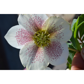 Helleborus x hybridus 'Pink Parachutes' - Pink Parachutes Hybrid Hellebore