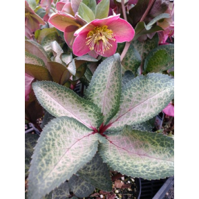 Helleborus x hybridus 'EPB 29' PP 28010 - Dorothy's Dawn® Hybrid Hellebore