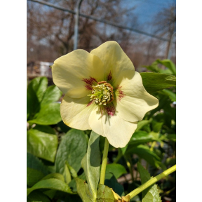 Helleborus x hybridus 'Spanish Flare'  - Spanish Flare Hybrid Hellebore 