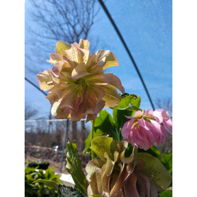 Helleborus x hybridus 'Wedding Crasher' - Wedding Crasher Hybrid Hellebore 