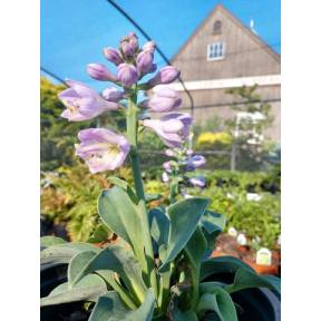 Hosta 'Blue Mouse Ears' PP 19623 - Blue Mouse Ears Hosta