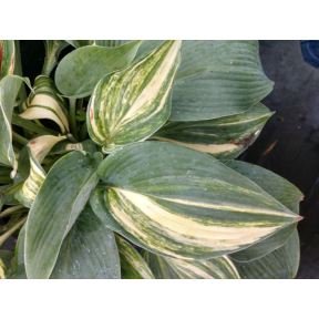 Hosta 'Confused Angel' - Confused Angel Hosta