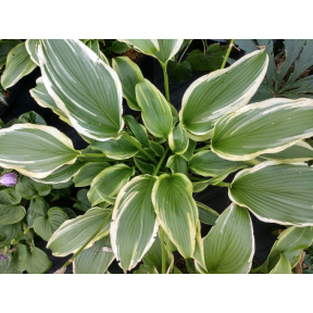 Hosta 'Ebb Tide' - 