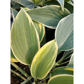 Hosta 'First Frost' - First Frost Hosta