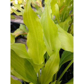 Hosta 'Friends' - Friends Hosta