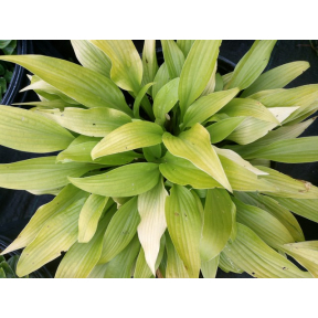 Hosta 'Golden Arrow' - Golden Arrow Hosta