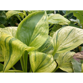 Hosta 'Gunther's Prize' - Gunther's Prize Hosta