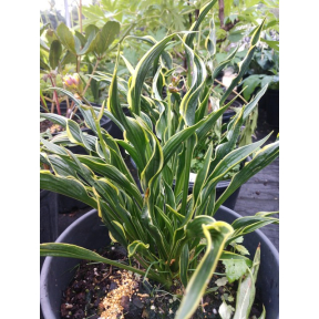 Hosta 'Hands Up' PPAF - Hands Up Hosta