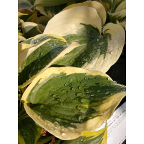 Hosta 'Liberty' PP 12531 - Liberty Hosta