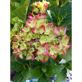 Hydrangea macrophylla 'Hortmagitri' PPAF 30044 - Hortmagitri Bigleaf Hydrangea