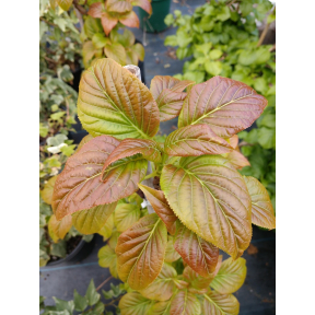 Hydrangea anomala ssp. anomala 'Winter Glow' (BSWJ 2411) - Winter Glow Climbing Hydrangea