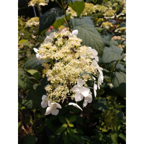 Hydrangea arborescens 'Haas Halo' PP 21302 - Haas Halo Smooth Hydrangea