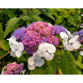 Hydrangea aspera var. macrophylla - Rough Leaf Hydrangea 