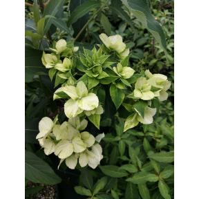 Hydrangea aspera ssp. strigosa - Large Leaf Scabrous Hydrangea