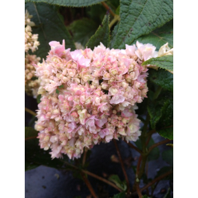 Hydrangea involucrata 'Yokudanka' - Yokudanka Bracted Hydrangea