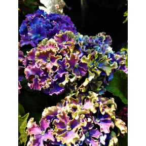 Hydrangea macrophylla 'H213901' PP 26221 - Curly® Sparkle Bigleaf Hydrangea