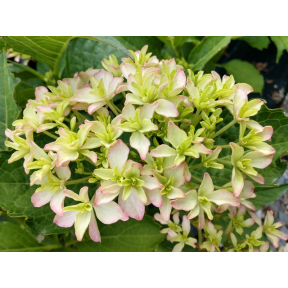 Hydrangea macrophylla 'Inspire'  PP 26824 - Inspire Bigleaf Hydrangea