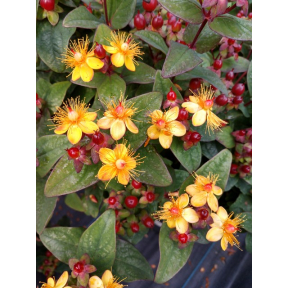 Hypericum x inodorum ‘Kolmiglow’ PP 26242 - Kolmiglow St. John's Wort 