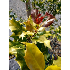 Ilex aquifolium 'Night Glow' - Night Glow English Holly