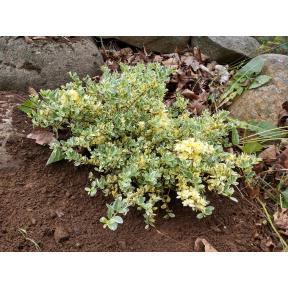 Ilex crenata 'Kufujin' - Kufujin Dwarf Variegated Japanese Holly
