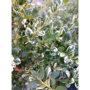 Ilex crenata 'White Lights' - White Lights Japanese Holly
