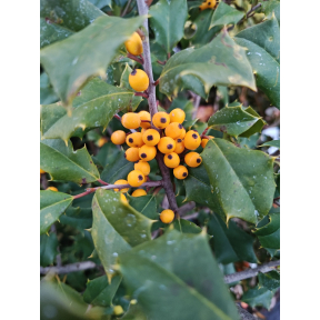 Ilex opaca 'Canary' - Canary Female American Holly