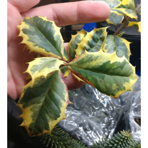 Ilex opaca 'Christmas Snow' - Christmas Snow Female American Holly