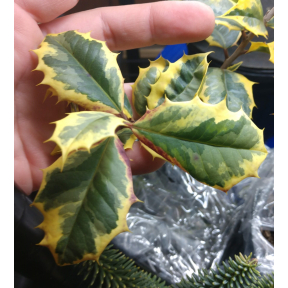 Ilex opaca 'Christmas Snow' - Christmas Snow American Holly