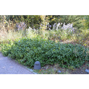 Ilex opaca 'Maryland Dwarf' - Maryland Dwarf American Holly