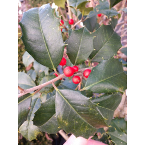 Ilex opaca 'Patterson' - Patterson Female American Holly