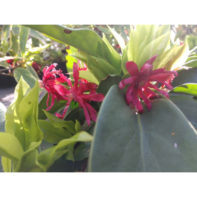Illicium floridanum 'Swamp Hobbit' - Swamp Hobbit Florida Anise Tree