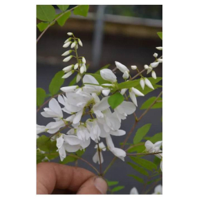 Indigofera decora f. alba - White Flowered Chinese Indigo