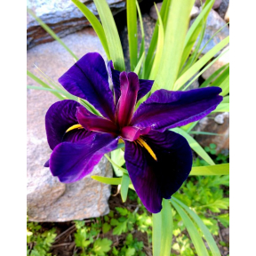 Iris x louisiana 'Black Gamecock' - Black Gamecock Louisiana Hybrid Iris