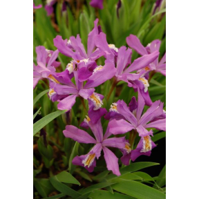 Iris cristata 'Merle's Ruby' - Merle's Ruby Crested Iris