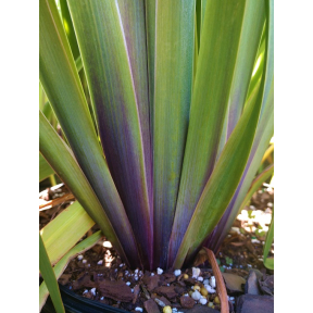 Iris versicolor 'Purple Flame' - Purple Flame Blueflag Iris