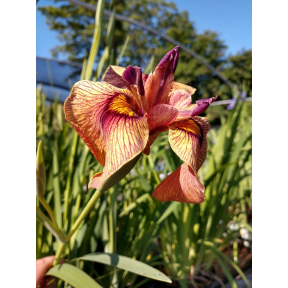 Iris x pseudata 'Yarai' - Yarai Pseudata Iris