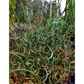 Juncus effusus f. spiralis 'Unicorn' - Unicorn Corkscrew Rush