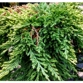 Juniperus horizontalis 'Pancake' - Pancake Horizontal Juniper