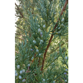 Juniperus virginiana 'Burkii' - Burkii Eastern Red Cedar