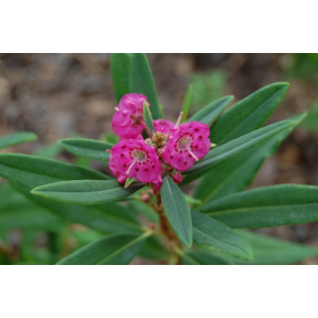 Kalmia angustifolia 'Royal Dwarf' - Royal Dwarf Sheep Laurel