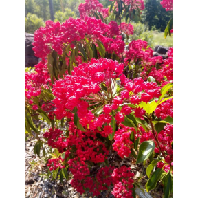 Kalmia latifolia 'Forever Red' - Forever Red Mountain Laurel