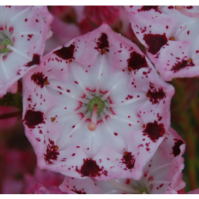 June 1st, 2026 "Mountain Laurel and Friends from the Heath and Heather Family" - Monday, ZOOM 7PM Eastern