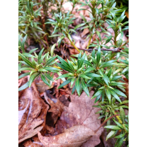 Kalmia latifolia 'Mountain Midget' - Mountain Midget Mountain Laurel