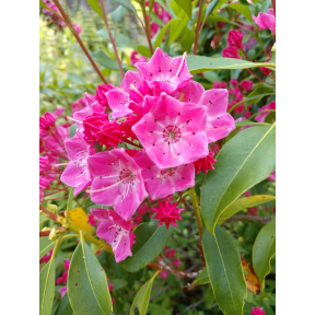 Kalmia latifolia 'Show Time' - Show Time Mountain Laurel