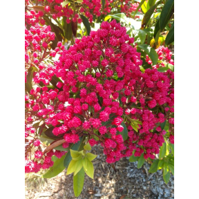 Kalmia latifolia 'Stoplight' - Stoplight Mountain Laurel